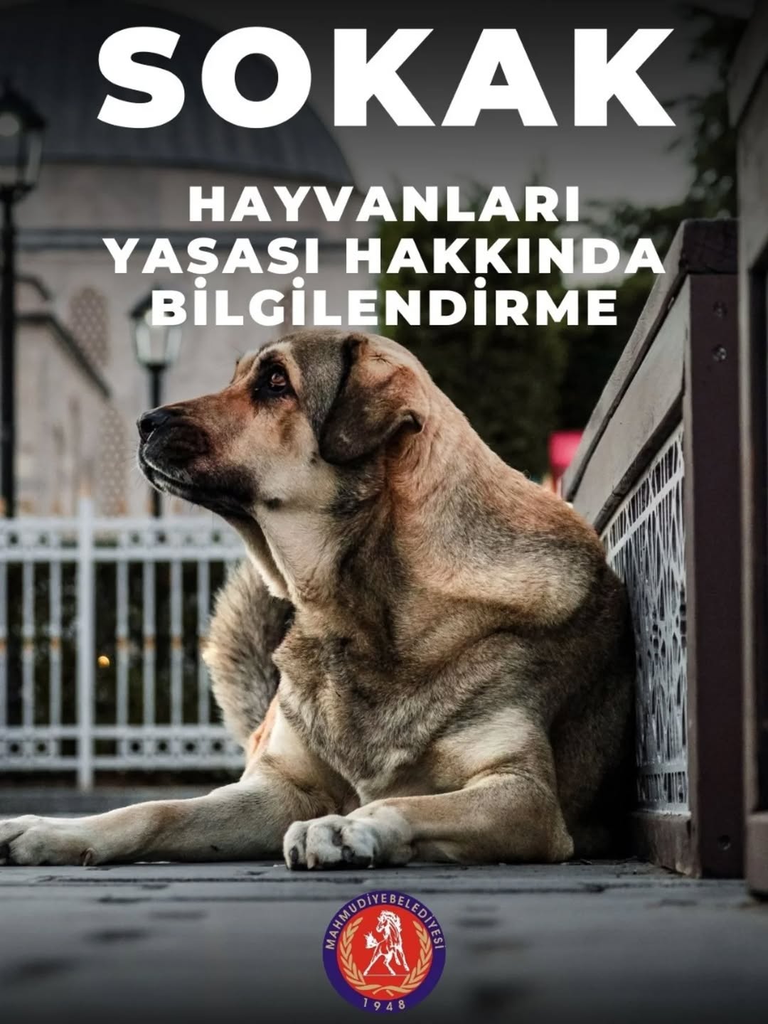 Sokak Hayvanları Yasası Detayları