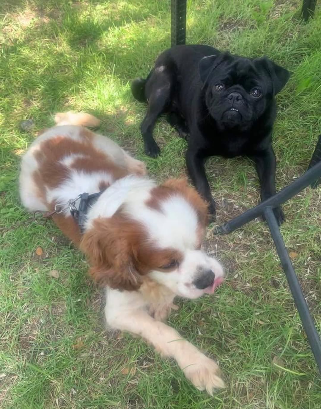 AfyonKarahisar Belediye Başkanı'ndan Dünya Hayvanları Koruma Günü Açıklaması