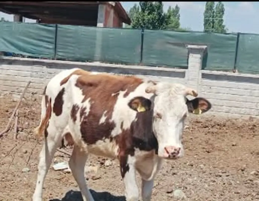 Belkavak'ta Sahipsiz Bir Hayvan Bulundu! Belediye, Hayvanın Sahibini Arıyor