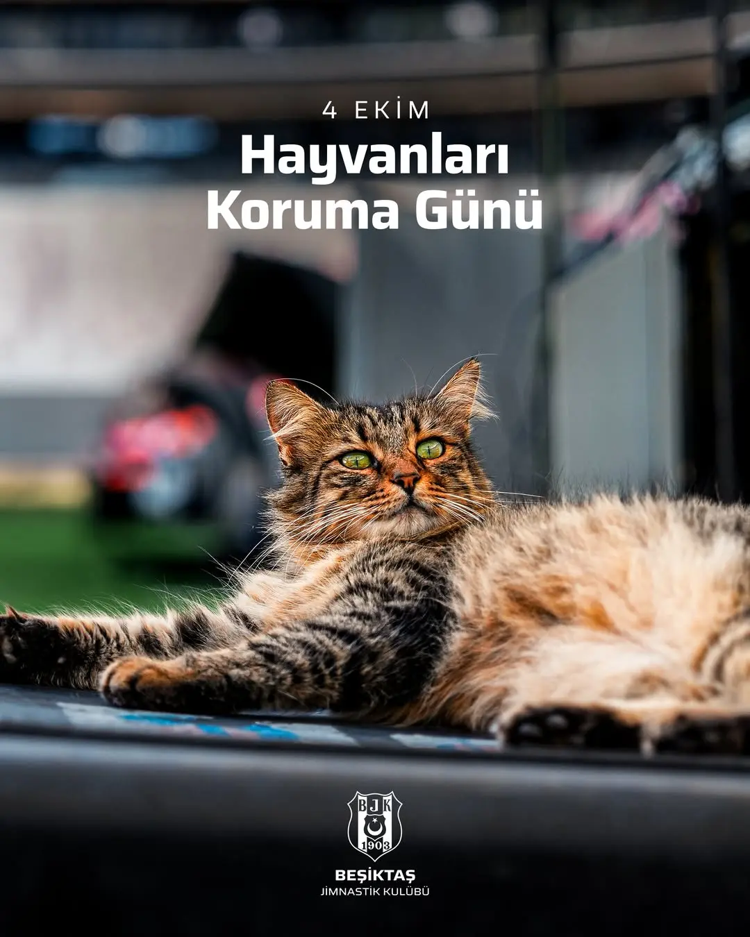 Hayvanları korumak hepimizin görevi, onlara her yerde sahip çıkalım....