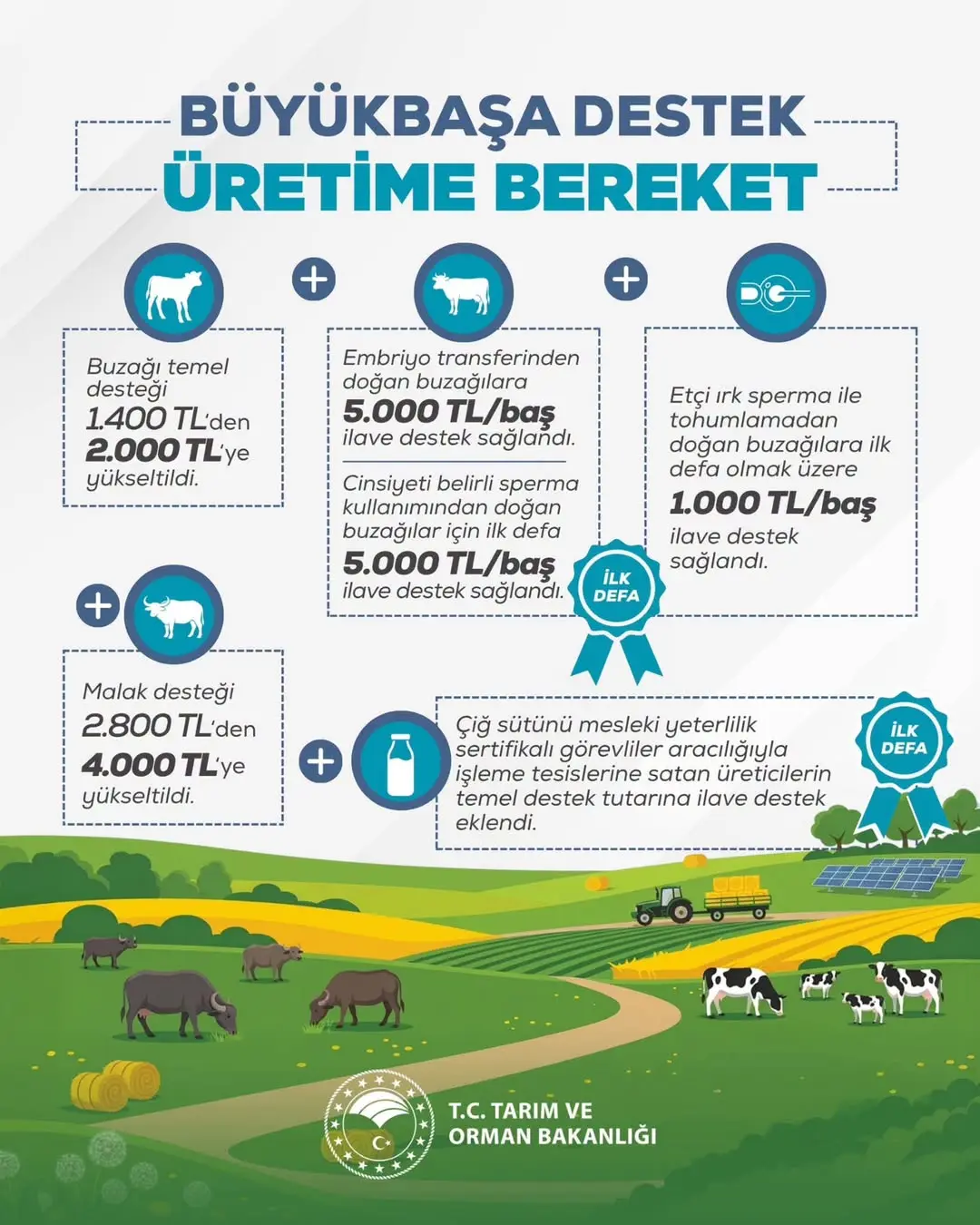 Büyükbaş Hayvancılık Destekleri Rekor Seviyede Artırılıyor